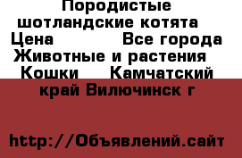 Породистые шотландские котята. › Цена ­ 5 000 - Все города Животные и растения » Кошки   . Камчатский край,Вилючинск г.
